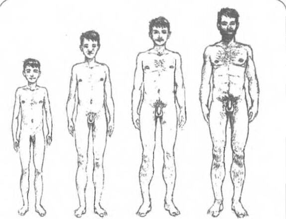 Jinsiy olatning kattaligi yoshga qarab